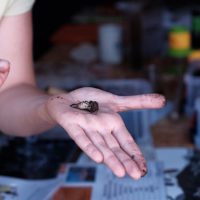 Dimanches de la biodiversité au Gripp 14 Juin 2026
